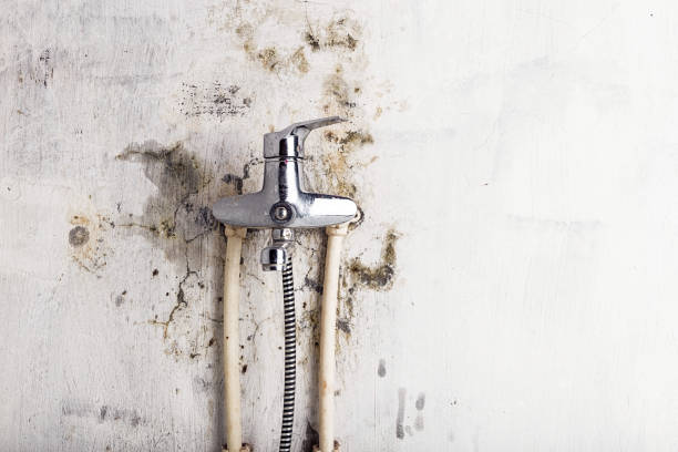 Best Commercial Mold Remediation in Locust Grove, OK