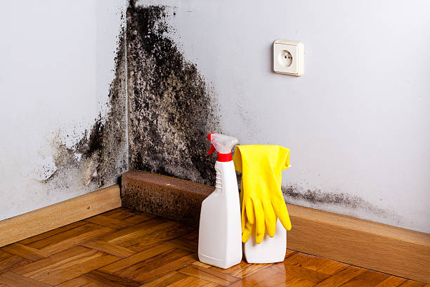 Best Mold Testing and Inspection Services in Locust Grove, OK