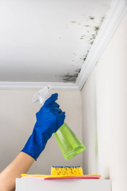 Best Post-Flood Mold Remediation in Locust Grove, OK