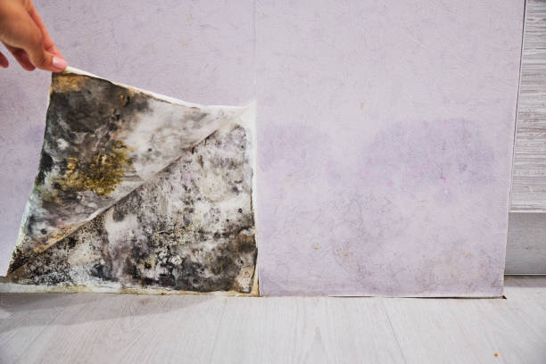 Best Basement Mold Remediation in Locust Grove, OK